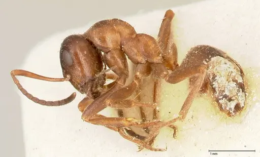 Proformica flavosetosa specimen FOCOL0467-4 image focol0467-4_3