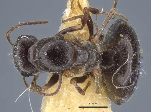 Proformica kaszabi specimen CASENT0917231 image casent0917231_1