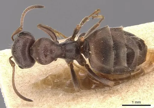 Proformica korbi specimen CASENT0905711 image casent0905711_1