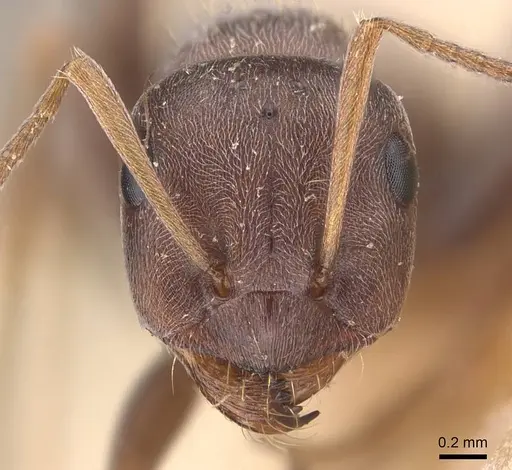 Proformica korbi specimen CASENT0905711 image casent0905711_2