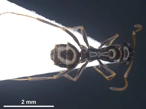 Proformica longipilosa specimen ANTWEB1041288 image antweb1041288_1