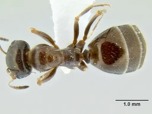 Proformica mongolica specimen CASENT0106258 image casent0106258_1