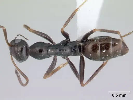 Proformica nasuta specimen CASENT0178841 image casent0178841_1