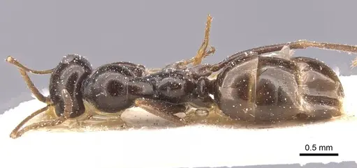 Proformica nitida specimen CASENT0912279 image casent0912279_1