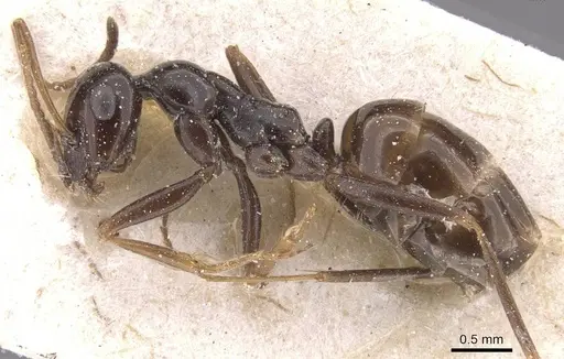 Proformica nitida specimen CASENT0912279 image casent0912279_3