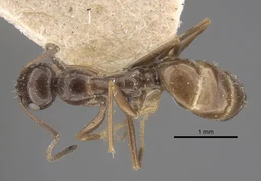 Proformica nitida specimen CASENT0917332 image casent0917332_1