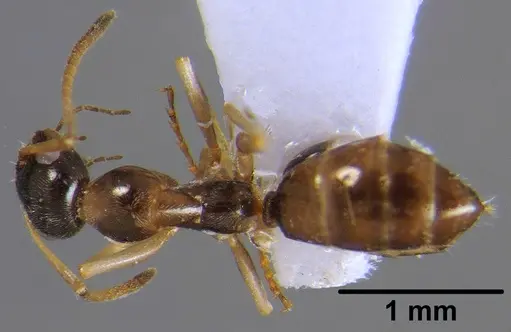 Proformica nitida specimen CFH000007 image cfh000007_1