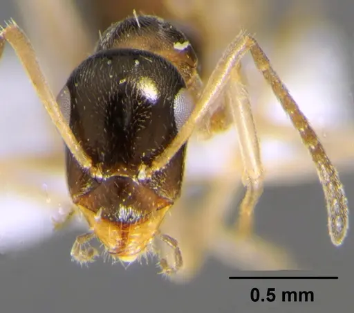 Proformica nitida specimen CFH000007 image cfh000007_2