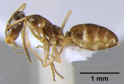 Proformica nitida specimen CFH000007 image cfh000007_3