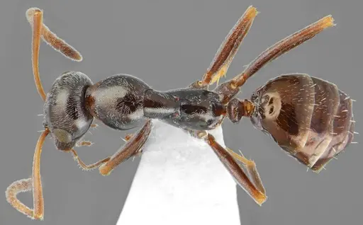 Proformica oculatissima specimen CASENT0872779 image casent0872779_1
