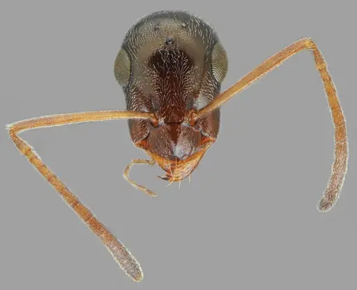 Proformica oculatissima specimen CASENT0872779 image casent0872779_3