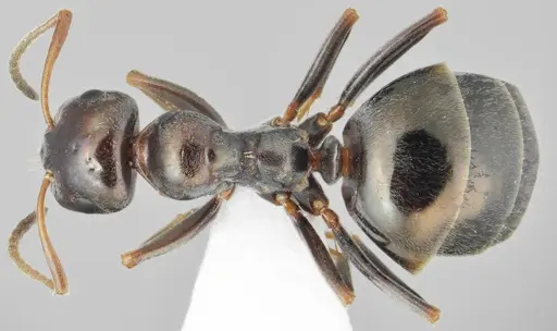Proformica oculatissima specimen CASENT0872780 image casent0872780_1