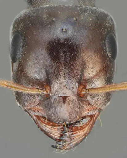 Proformica oculatissima specimen CASENT0872780 image casent0872780_2