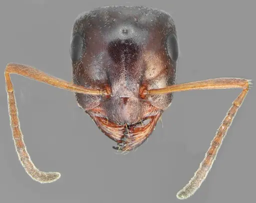 Proformica oculatissima specimen CASENT0872780 image casent0872780_3