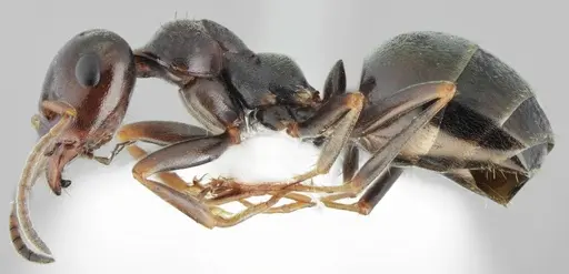 Proformica oculatissima specimen CASENT0872780 image casent0872780_4