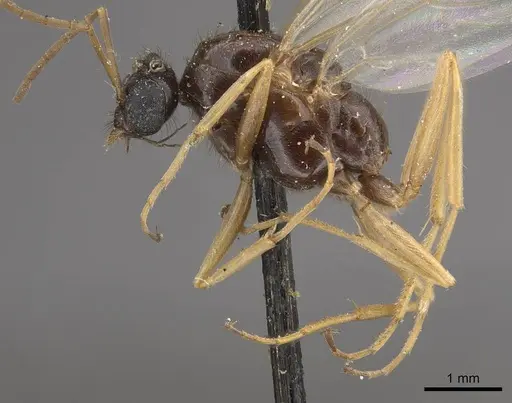 Proformica oculatissima specimen CASENT0911064 image casent0911064_3