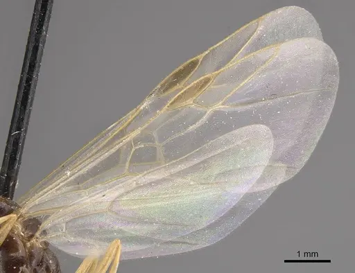 Proformica oculatissima specimen CASENT0911064 image casent0911064_4