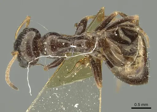 Proformica seraphimi specimen CASENT0915630 image casent0915630_1