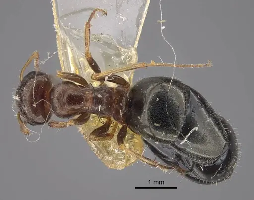 Proformica seraphimi specimen CASENT0917486 image casent0917486_1