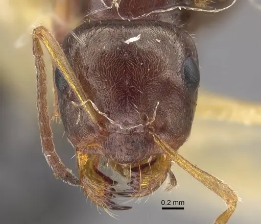 Proformica seraphimi specimen CASENT0917486 image casent0917486_2