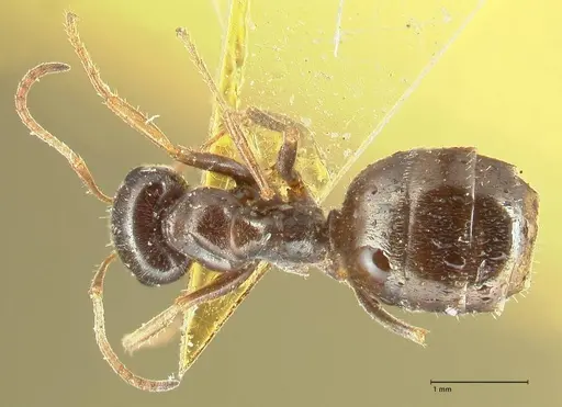 Proformica seraphimi specimen FOCOL1865-1 image focol1865-1_1