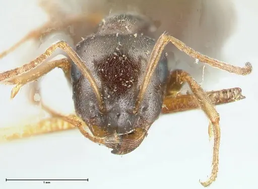 Proformica seraphimi specimen FOCOL1865-1 image focol1865-1_2