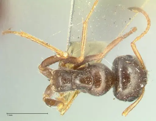 Proformica seraphimi specimen FOCOL1865-2 image focol1865-2_1