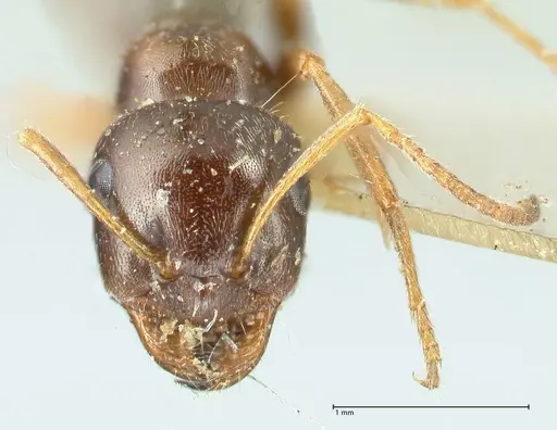 Proformica seraphimi specimen FOCOL1865-2 image focol1865-2_2
