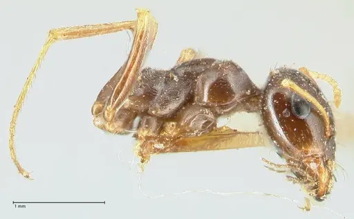 Proformica seraphimi specimen FOCOL1865-2 image focol1865-2_3