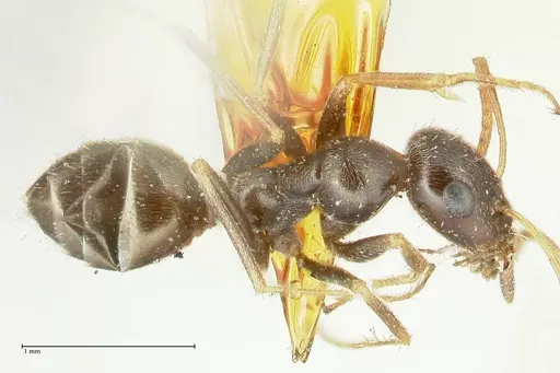 Proformica seraphimi specimen FOCOL1865-3 image focol1865-3_1