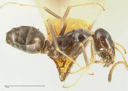 Proformica seraphimi specimen FOCOL1865-3 image focol1865-3_3