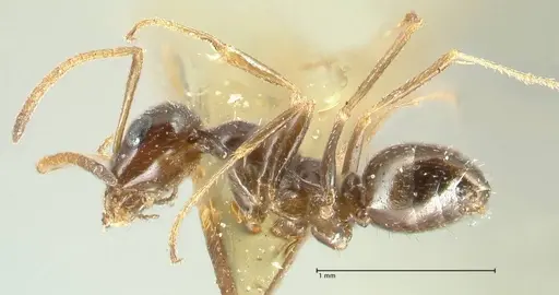 Proformica seraphimi specimen FOCOL1866-1 image focol1866-1_3