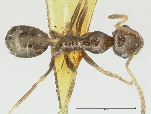 Proformica seraphimi specimen FOCOL1866-2 image focol1866-2_1
