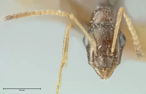 Proformica seraphimi specimen FOCOL1866-2 image focol1866-2_2
