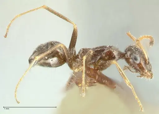 Proformica seraphimi specimen FOCOL1866-2 image focol1866-2_3