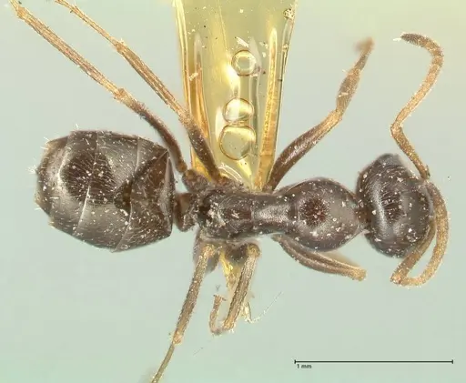 Proformica seraphimi specimen FOCOL1866-3 image focol1866-3_1