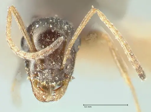 Proformica seraphimi specimen FOCOL1866-3 image focol1866-3_2