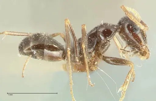 Proformica seraphimi specimen FOCOL1866-3 image focol1866-3_3