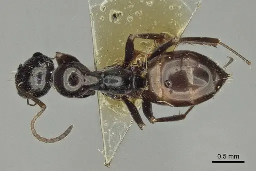 Proformica splendida specimen CASENT0916583 image casent0916583_1
