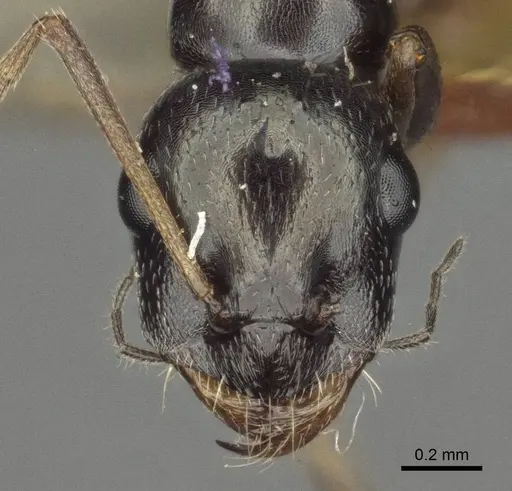 Proformica splendida specimen CASENT0916583 image casent0916583_2