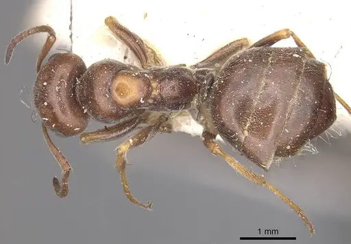 Proformica striaticeps specimen CASENT0911063 image casent0911063_1