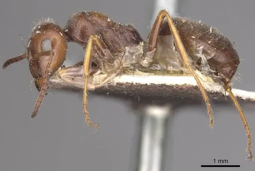 Proformica striaticeps specimen CASENT0911063 image casent0911063_3