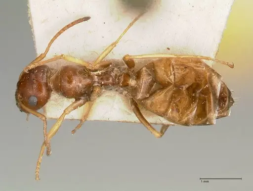 Proformica striaticeps specimen FOCOL0789-1 image focol0789-1_1