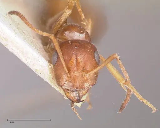 Proformica striaticeps specimen FOCOL0789-1 image focol0789-1_2