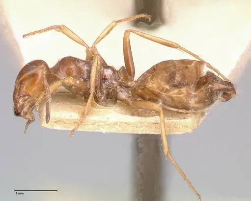 Proformica striaticeps specimen FOCOL0789-1 image focol0789-1_3