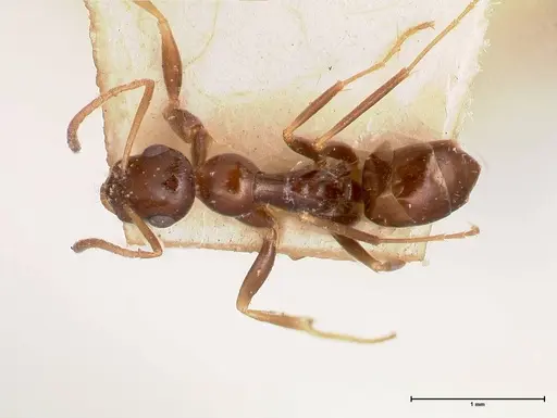 Proformica striaticeps specimen FOCOL0789-2 image focol0789-2_1