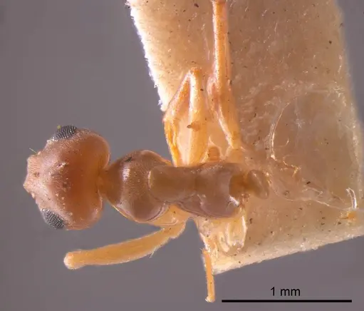 Prolasius abruptus specimen ANTWEB1008273 image antweb1008273_1
