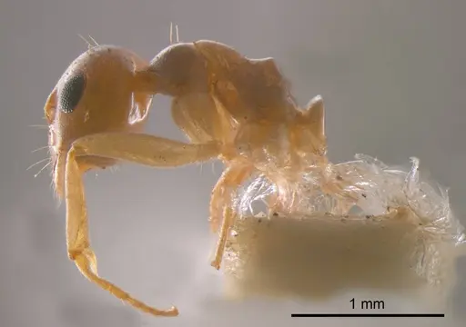 Prolasius abruptus specimen ANTWEB1008273 image antweb1008273_2