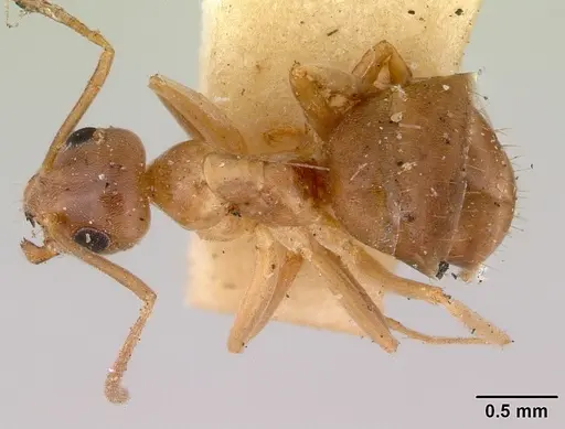 Prolasius abruptus specimen CASENT0172178 image casent0172178_1