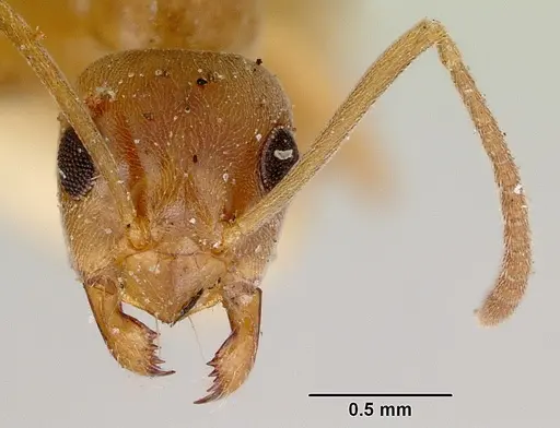 Prolasius abruptus specimen CASENT0172178 image casent0172178_2